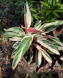 Tri Color Ginger