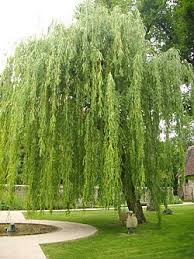 Weeping Willow Tree