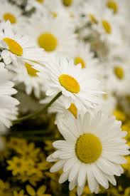 Snowcap Shasta Daisy