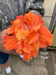 High Five Cajun Hibiscus