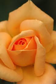 Sultry Rose