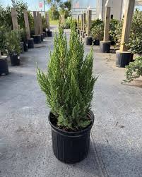Blue Point Juniper