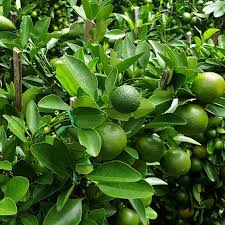 Persian Lime