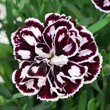 Dianthus Capitan Purple White
