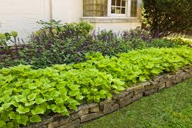 Sweet Potato Vine