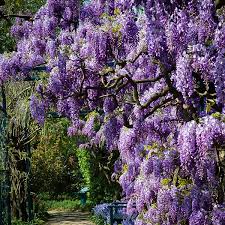 Amethyst Falls Wisteria