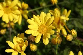 Viridis' Golden Daisy Bush
