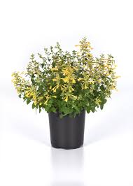 Summerlong Lemon Agastache