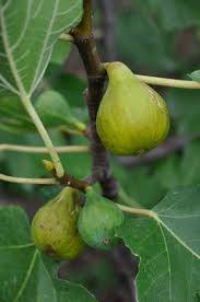 Green Ischia Fig Tree