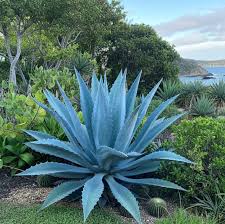 American Agave