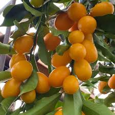 Nagami Tart Kumquat