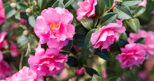 Alabama Beauty Camellia