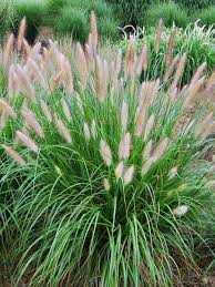 Etouffee Grass