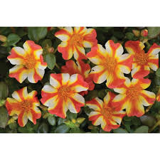 Strawberry Banana Portulaca