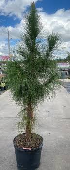 Slash Pine Tree