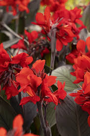 Cannova Bronze Scarlet Canna Lilly