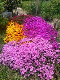 Ice Plant
