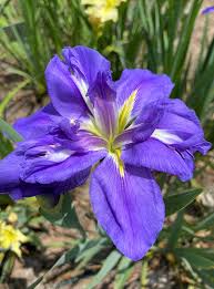 Louisiana Purple Iris
