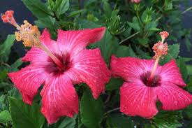 Painted Lady Hibiscus
