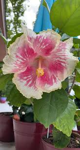 Beau Peep Cajun Hibiscus