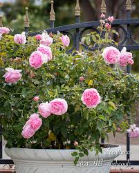 Scentous Rose