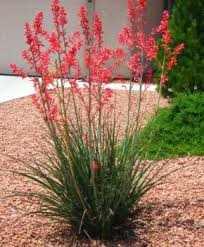 Red Yucca