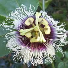 Frederick Passion Fruit Vine