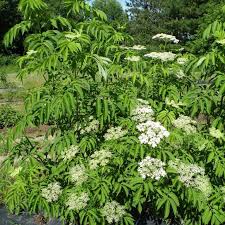 Wyldewood Elderberry