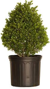 Compacta Holly