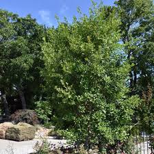 Pride of Houston Yaupon Holly