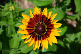 Denver Daisy Rudbeckia