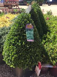 Compacta Holly