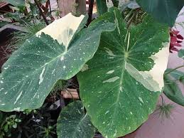 El Paio Elephant Ear
