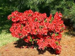 Jay Valentine Azalea