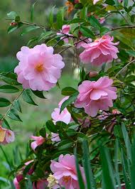 Taylor’s Perfection Camellia