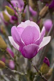 Soulangeana Saucer Magnolia
