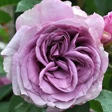 Quick Silver Climbing Rose