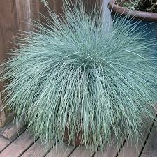 Beyond Blue Festuca