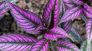 Persian Shield