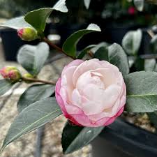 Asakura Camellia