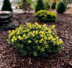 Golden Hoogendorn Holly