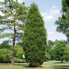 Brodie Juniper Tree
