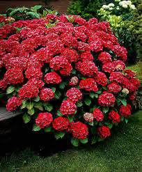 Akadama Hydrangea