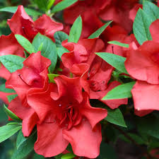 Bella Red Azalea