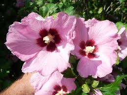 Aphrodite Althea(Rose of Sharon)