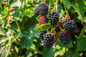 Big Daddy Thornless Blackberry