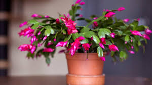 Hot Pink Christmas Cactus