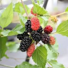Mojo Dwarf Mulberry Tree