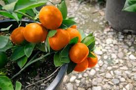 Bumper Satsuma