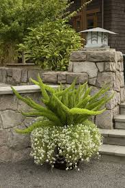 Foxtail Fern